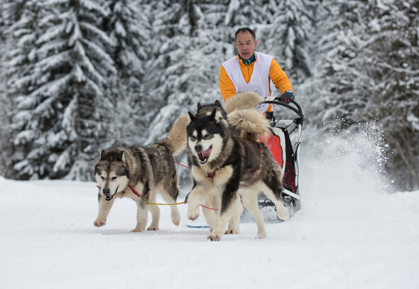 CONTA MUSHER RACE TRAIL RUNNING Chiens de Traineaux 1 février